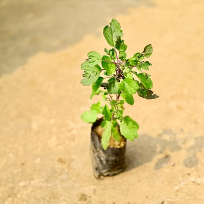 Buy Shyama Tulsi in 4 Inch Nursery Bag Online | Urvann.com