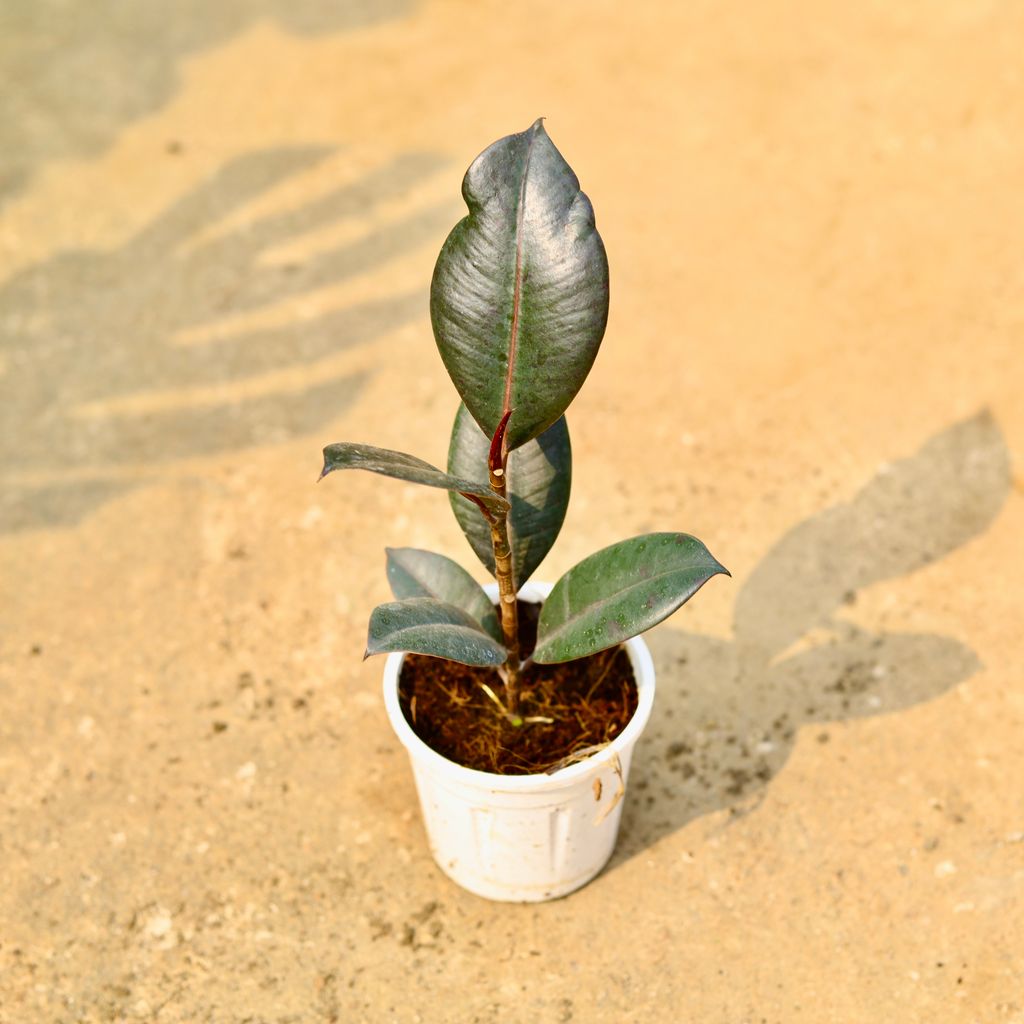 Rubber Black in 4 Inch White Nursery Pot