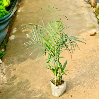 Buy Bamboo Palm in 8 Inch Nursery Bag Online | Urvann.com