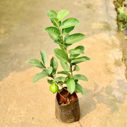 Buy Red Amrood / Guava in 8 Inch Nursery Bag Online | Urvann.com