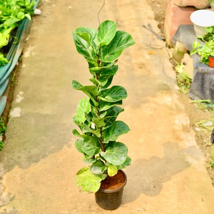 Buy Fiddle Leaf in 8 Inch Nursery Pot Online | Urvann.com