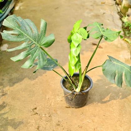 Buy Monstera Deliciosa in 10 Inch Nursery Pot Online | Urvann.com