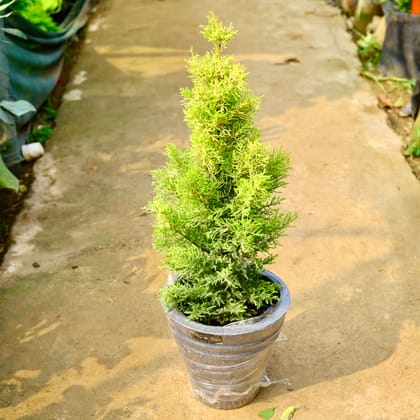 Buy Golden Cypress in 12 X 12 Inch Grey Premium Konus Fiberglass Planter Online | Urvann.com