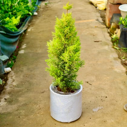 Buy Golden Cypress in 11 X 11 Inch White Premium Dochieo Fiberglass Planter Online | Urvann.com