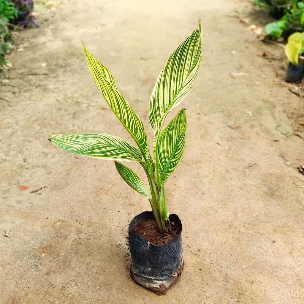 Canna Variegated (~2-3 ft) in 7 Inch Nursery Bag