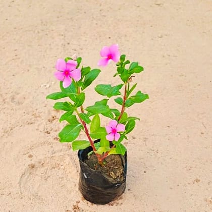 Periwinkle / Vinca / Sadabahar Desi in 4 inch Nursery Bag