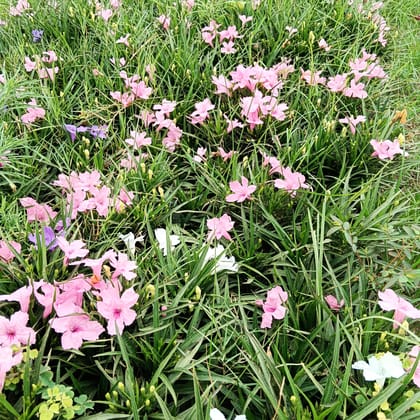 Ruellia / Maxican Petunia all season Any color In 3 Inch Nursery Bag