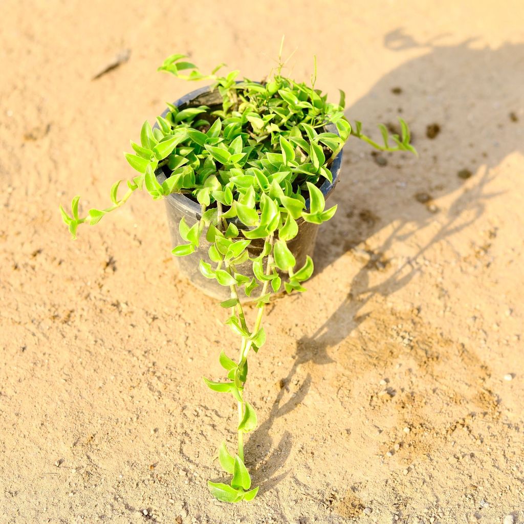 Turtle Vine in 4 Inch Nursery Pot