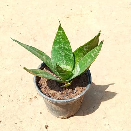 Snake Green Dwarf in 3 Inch Nursery Pot - Best Low Maintenance Indoor Plant