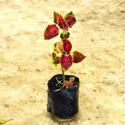 Coleus Brown (any design) in 4 Inch Nursery Bag