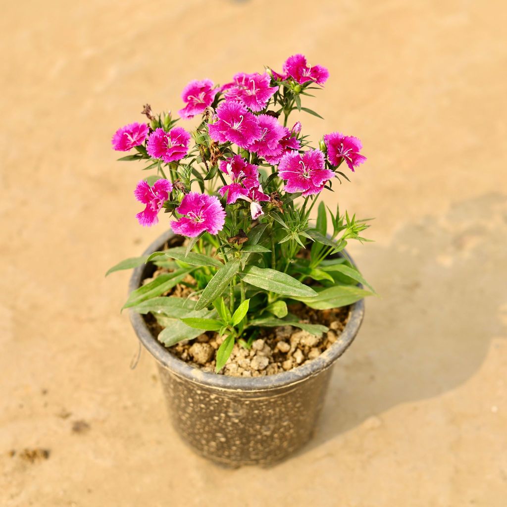 Dianthus (any colour) in 4 Inch Nursery Pot