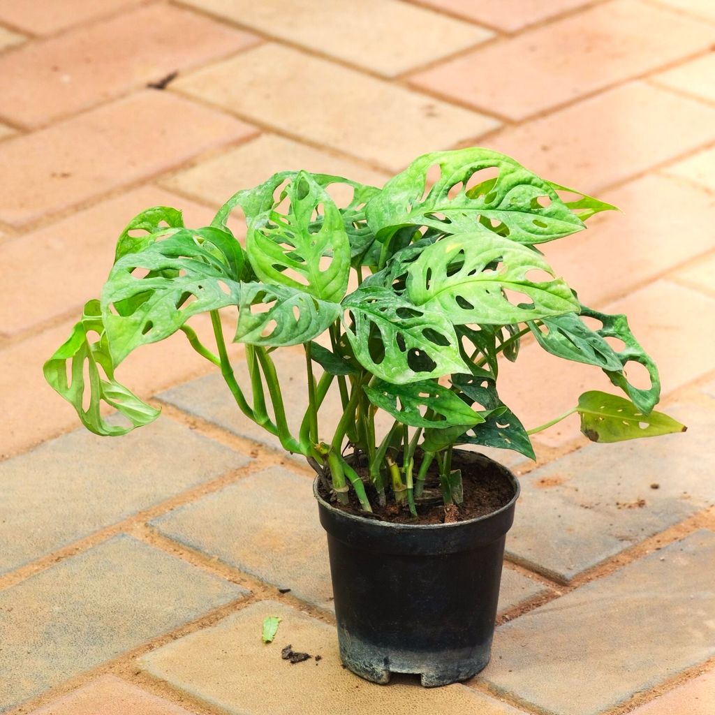 Monstera Broken Heart in 4 Inch Nursery Pot - Best Exotic Indoor Plant