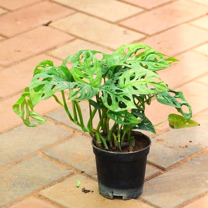 Monstera Broken Heart in 4 Inch Nursery Pot