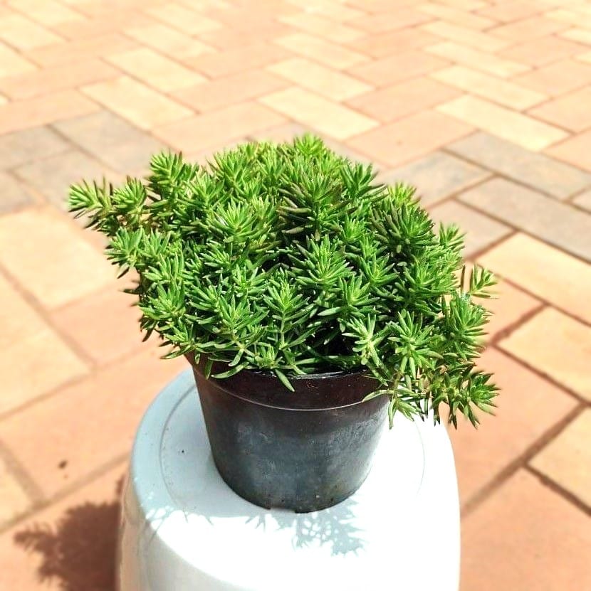 Sedum Green Succulent in 4 Inch Nursery Pot