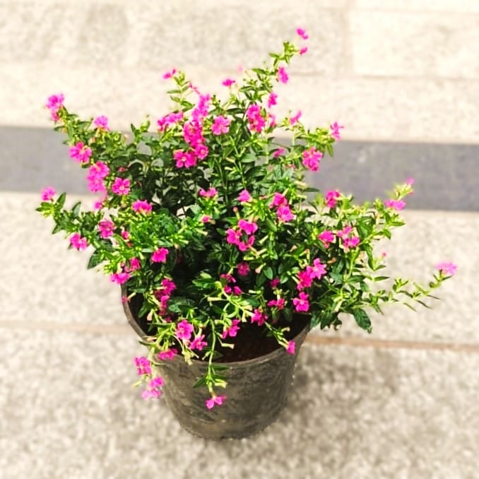 Cuphea / False Heather Pink in 4 Inch Nursery Pot