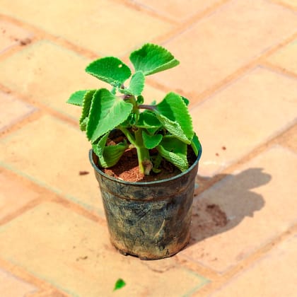 Ajwain in 4 Inch Nursery Pot