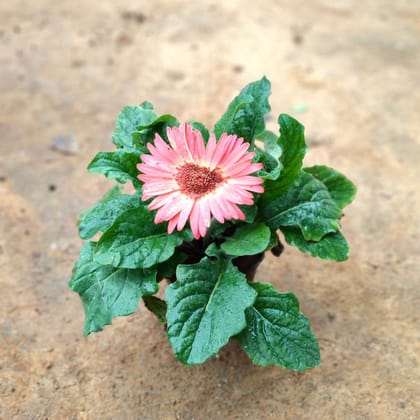 Buy Gerbera Pink in 5 Inch Nursery Pot Online | Urvann.com