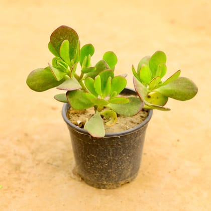 Buy Crassula Ovata Succulent in 6 Inch Nursery Pot Online | Urvann.com