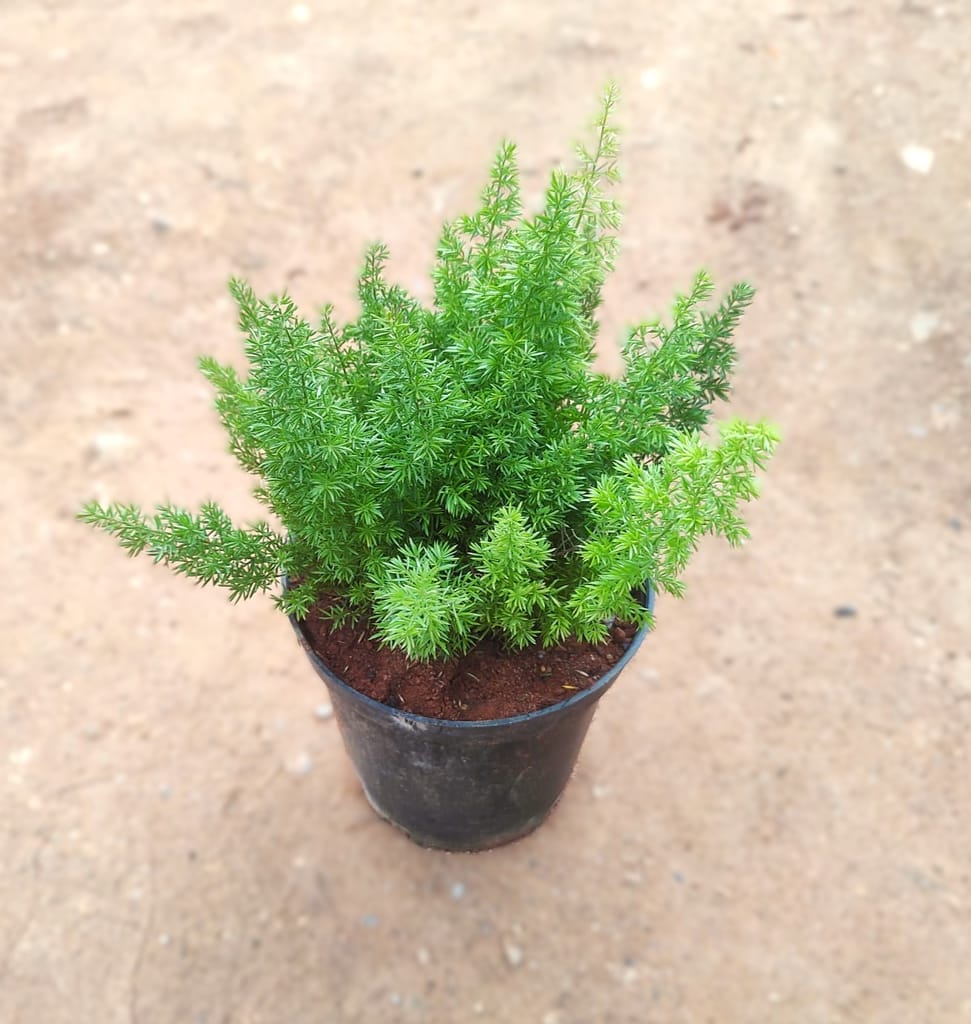 Asparamary Grass in 4 Inch Nursery Pot