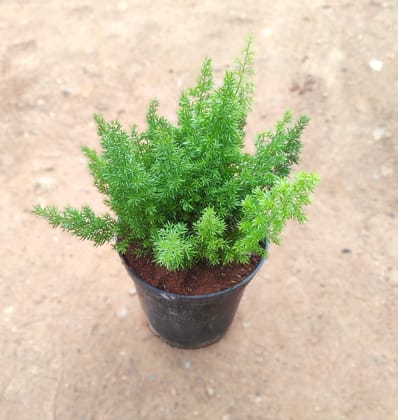 Buy Asparamary Grass in 4 Inch Nursery Pot Online | Urvann.com