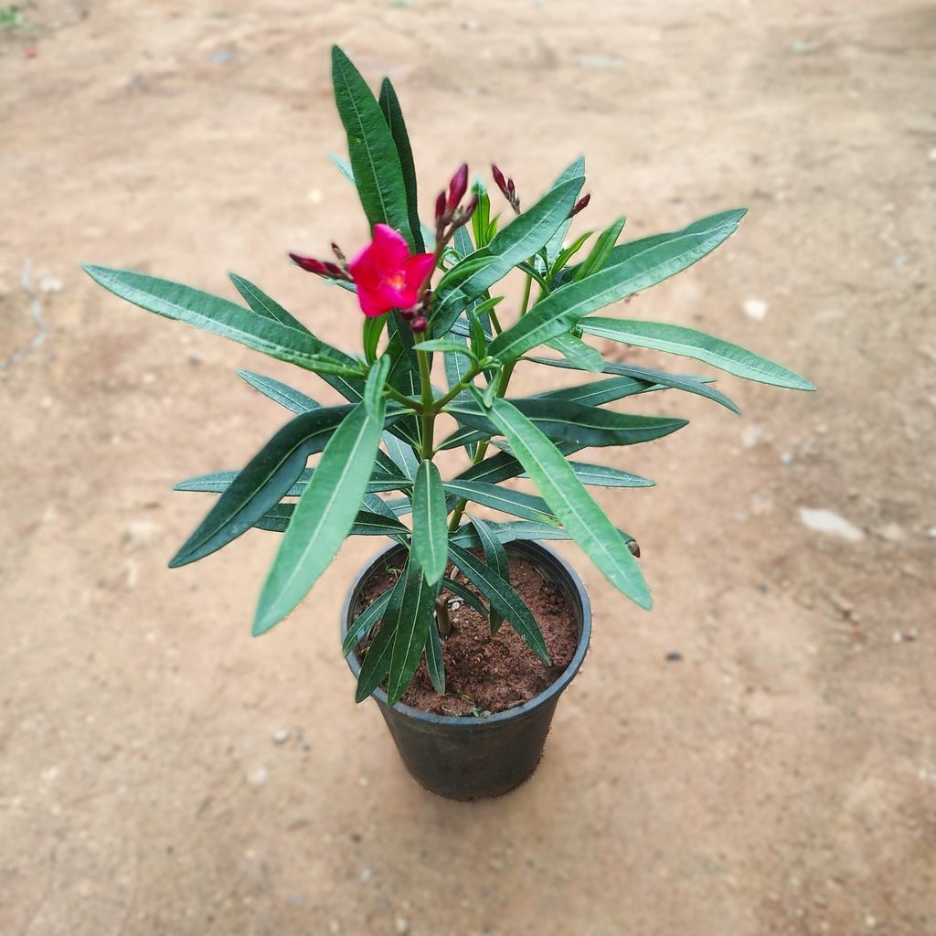 Kaner / Oleander Pink in 4 Inch Nursery Pot