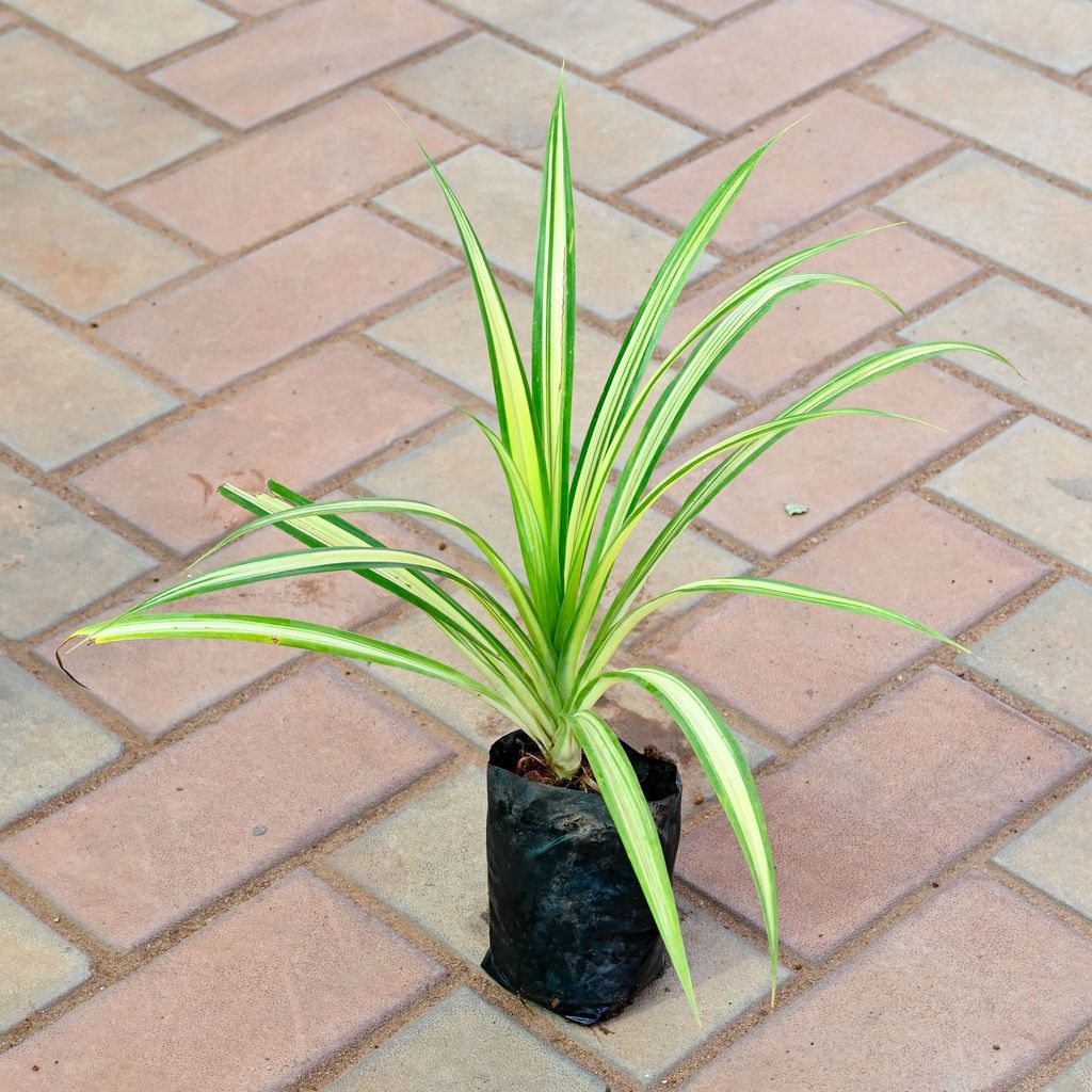 Pandanus in 4 Inch Nursery Bag