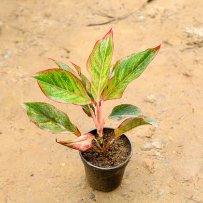 Buy Aglaonema Lipstick in 6 Inch Nursery Pot Online | Urvann.com