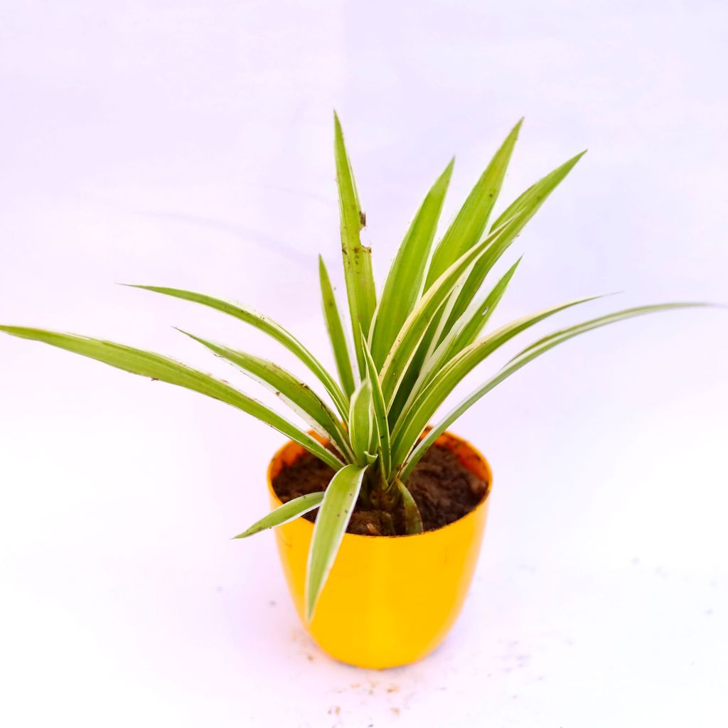 Spider in 4 Inch Yellow Premium Orchid Round Plastic Pot