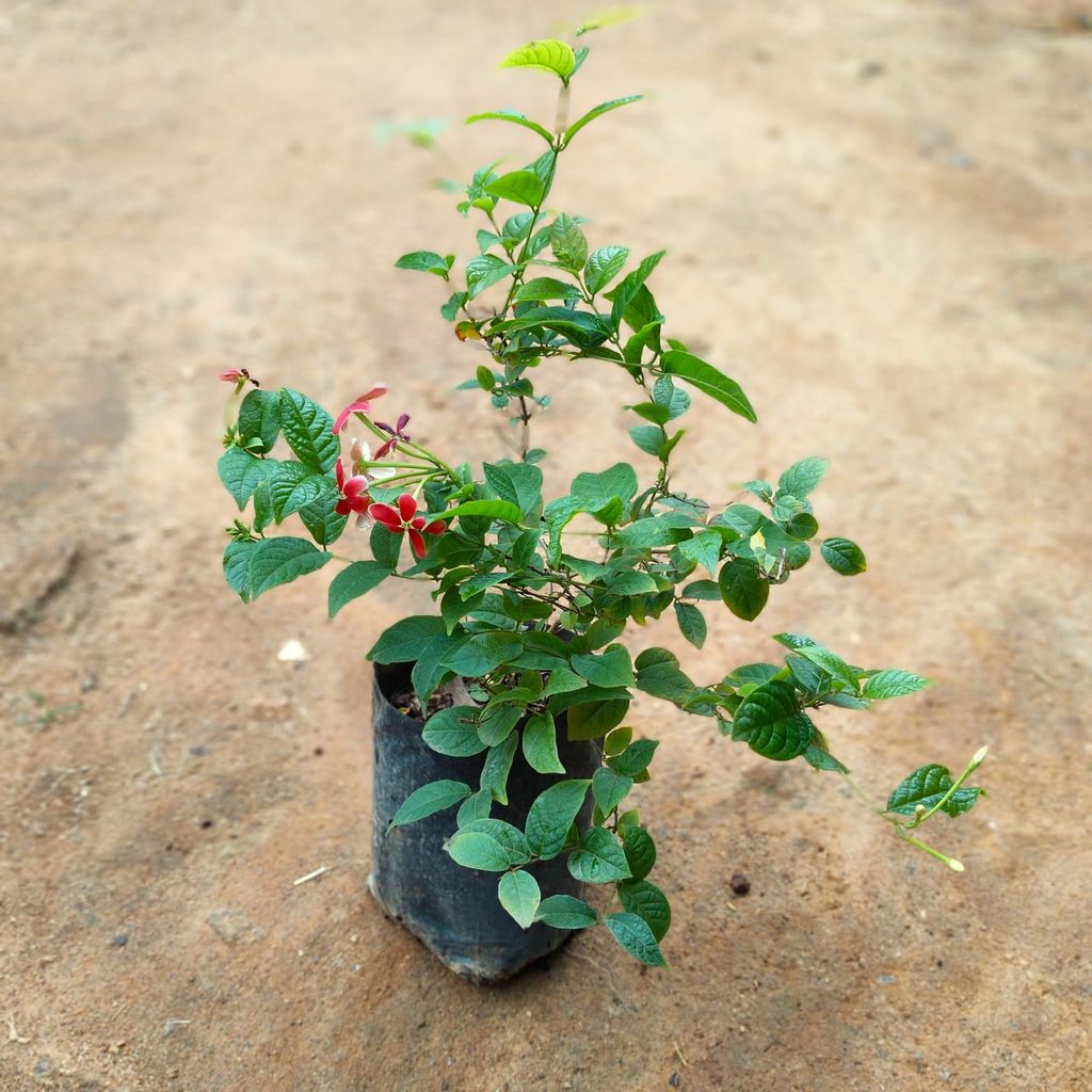 Madhu Malti / Rangoon Creeper in 5 Inch Nursery Bag