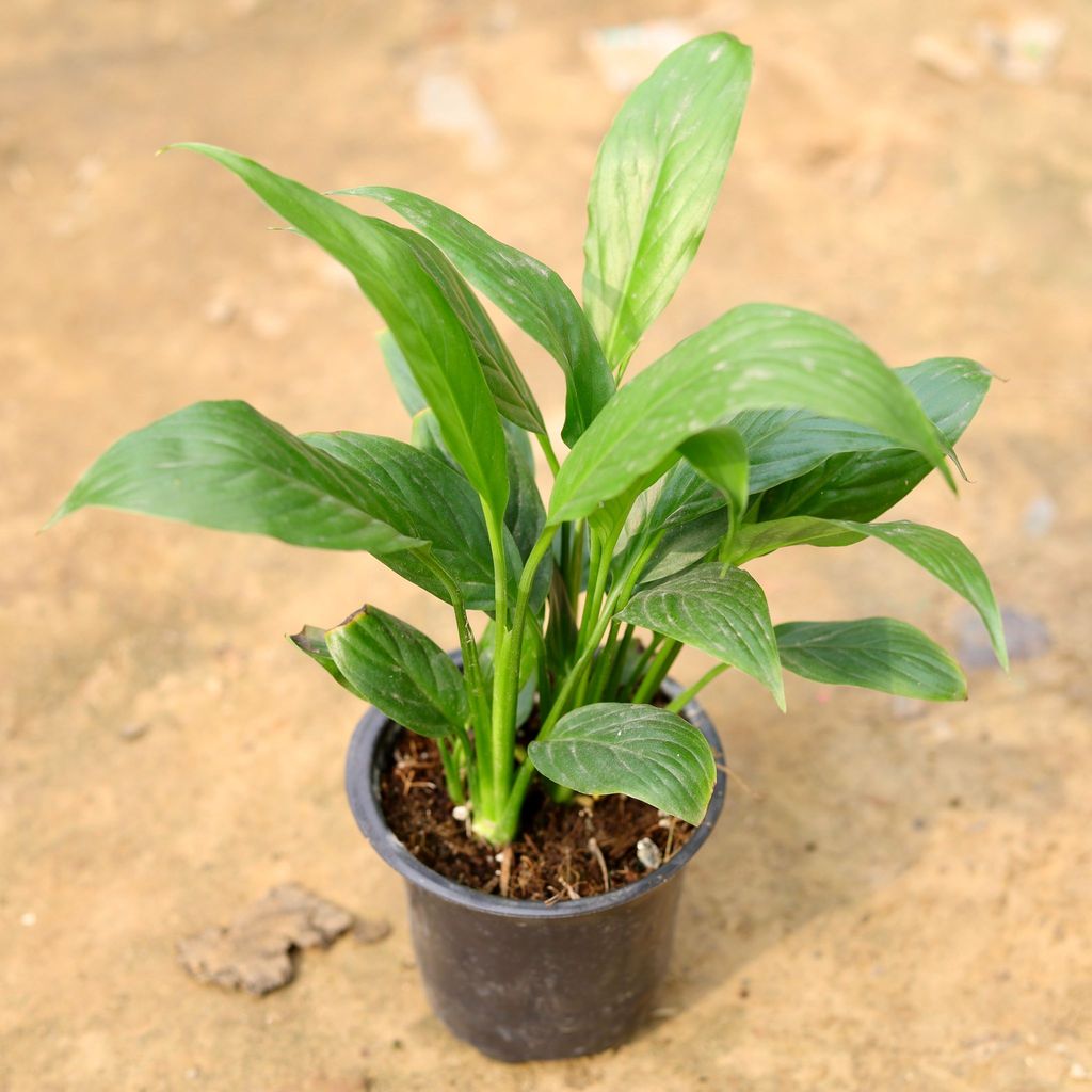 Peace Lily  in 5 Inch Nursery Pot - Best Air Purifying Indoor Plant