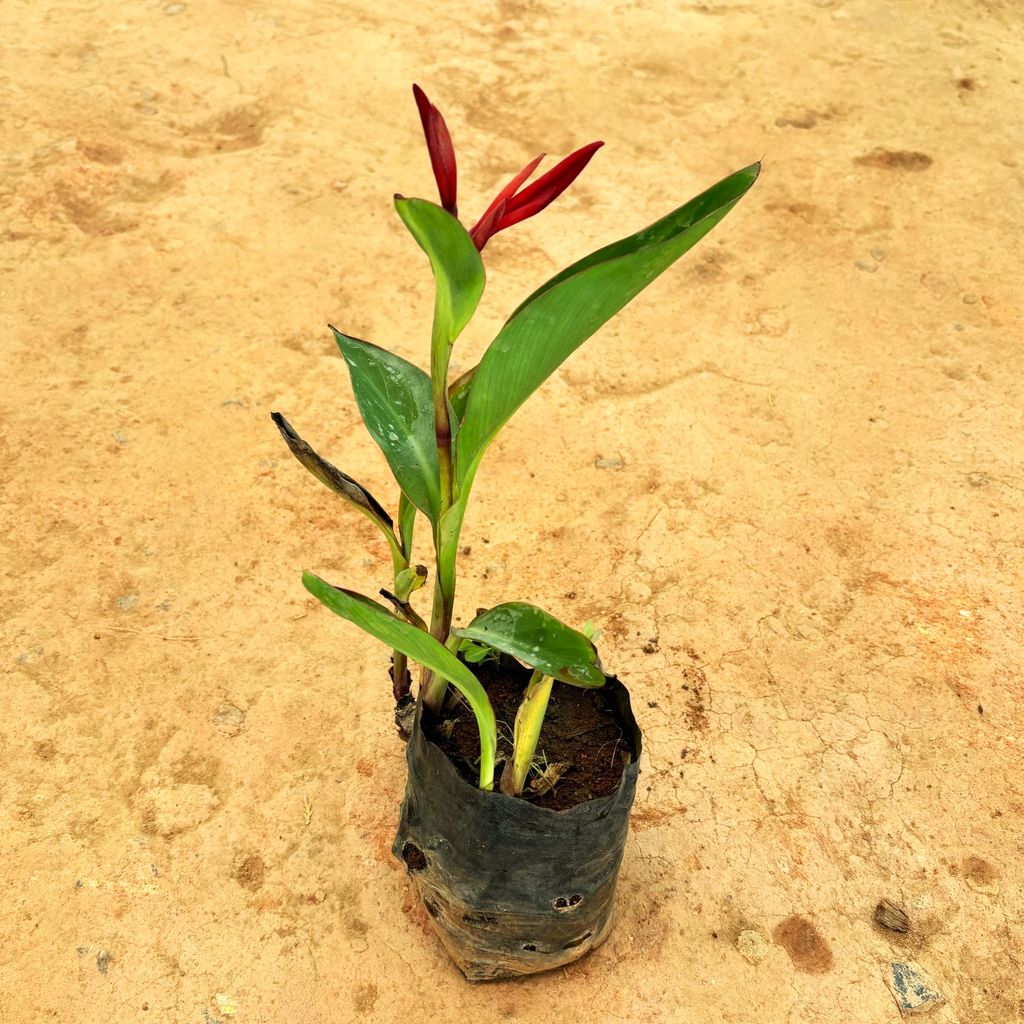 Heliconia Red in 5 Inch Nursery Bag