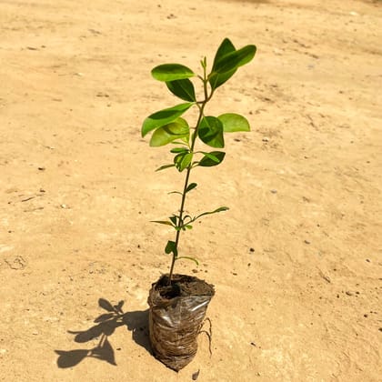 Anarmi Hedge Plant in 3 inch Nursery Bag