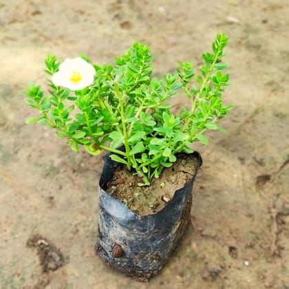 Kulfa /Moss Rose / Common Purslane (any colour) in 4 inch Nursery Bag