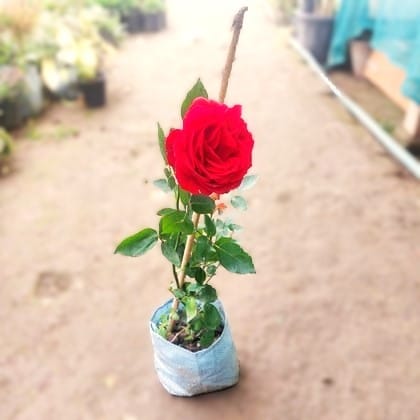 English Rose Red in 6 Inch Nursery Bag