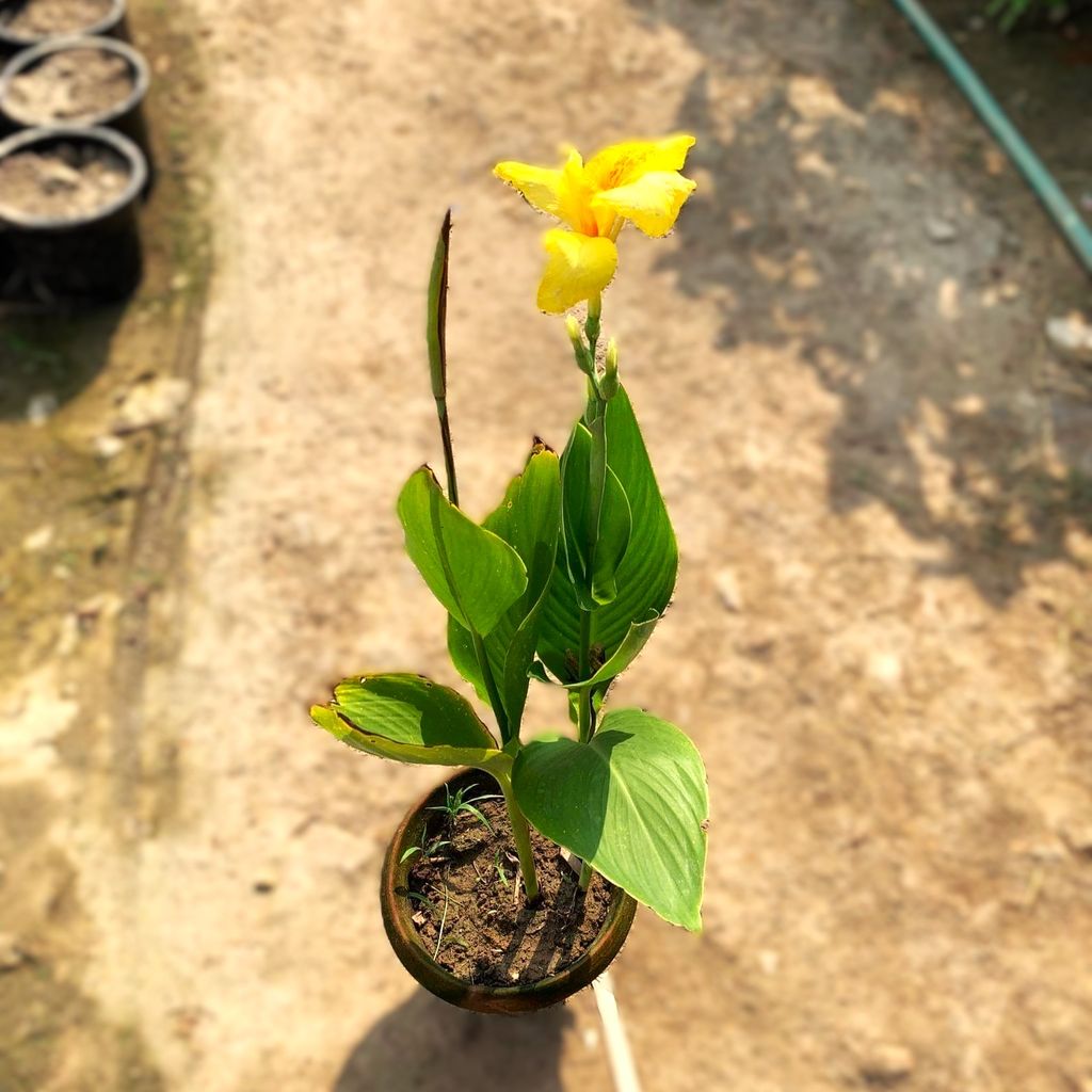 Canna Yellow in 8 Inch Terracotta Pot