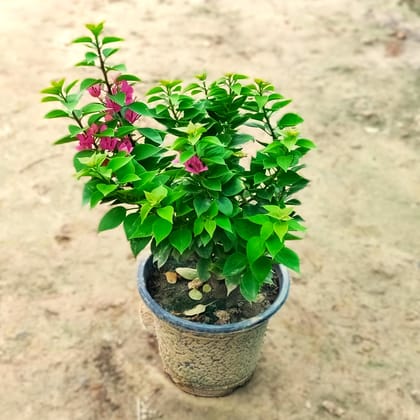 Bougainvillea Torch Glory (any colour) in 8 Inch Nursery Pot