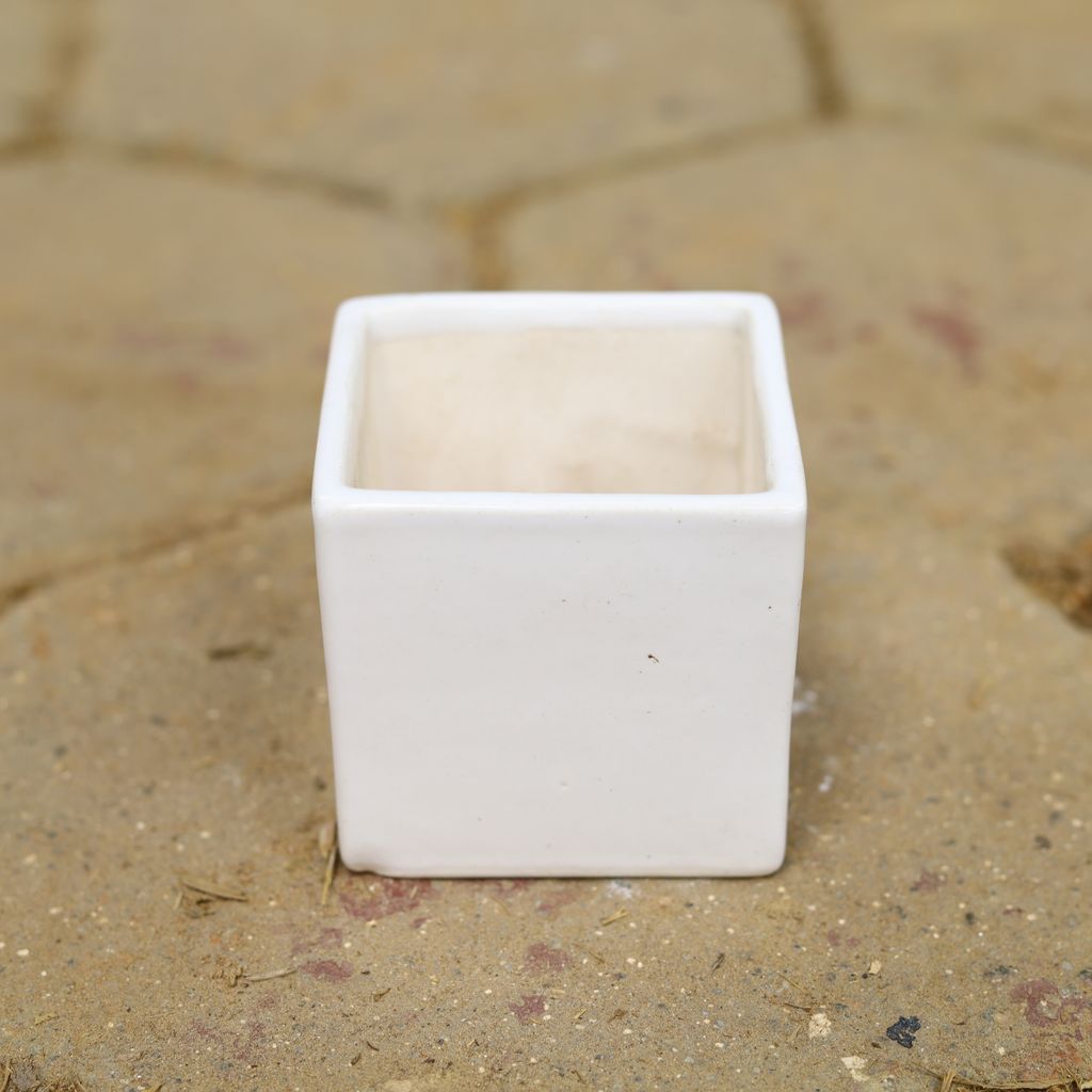 4 Inch Classy White Square Shape Ceramic Pot