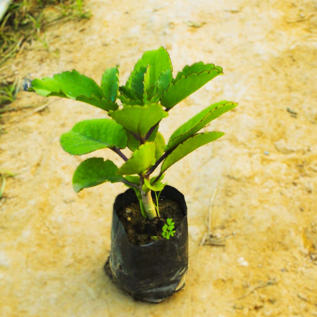 Patharchatta / Kalanchoe Pinnata in 4 Inch Nursery Bag