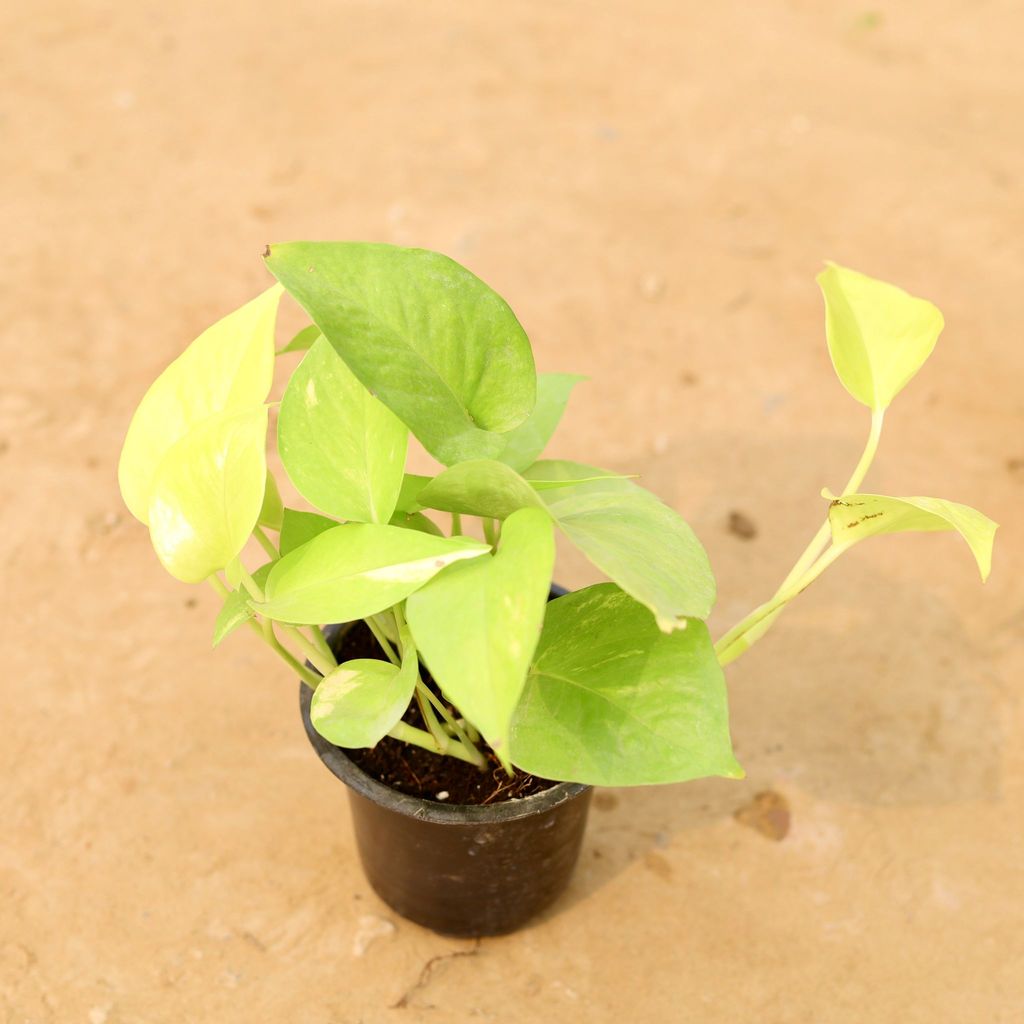 Money Plant Golden in 5 Inch Nursery Pot