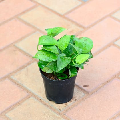 Money Plant Green in 4 Inch Nursery Pot - Highly Adaptable Indoor Plant