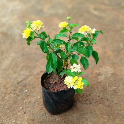 Lantana Yellow in 4 Inch Nursery Bag