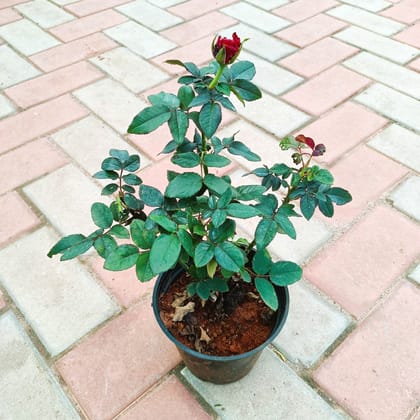 Rose Red in 6 Inch Nursery Pot