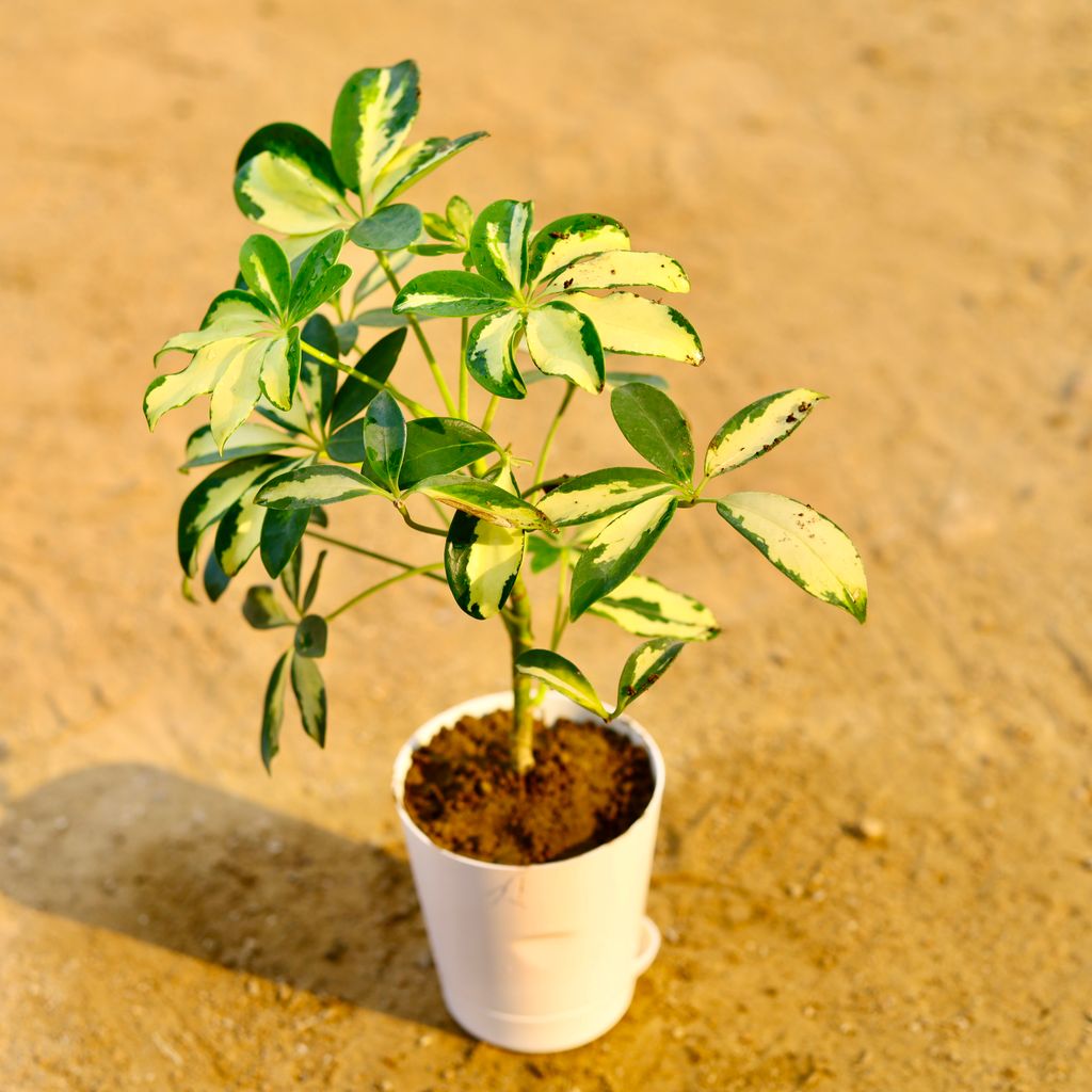 Schefflera Variegated in 4 Inch White Florence Self Watering Pot