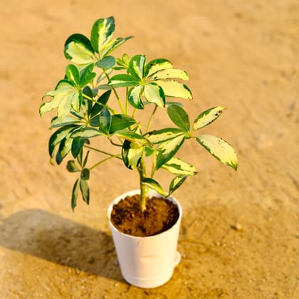 Buy Schefflera Variegated in 4 Inch White Florence Self Watering Pot Online | Urvann.com