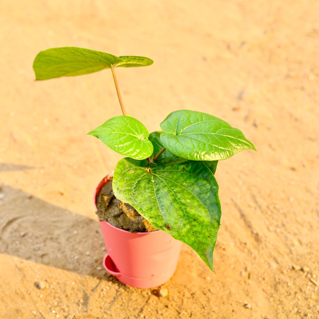 Paan in 4 Inch Pink Florence Self Watering Pot