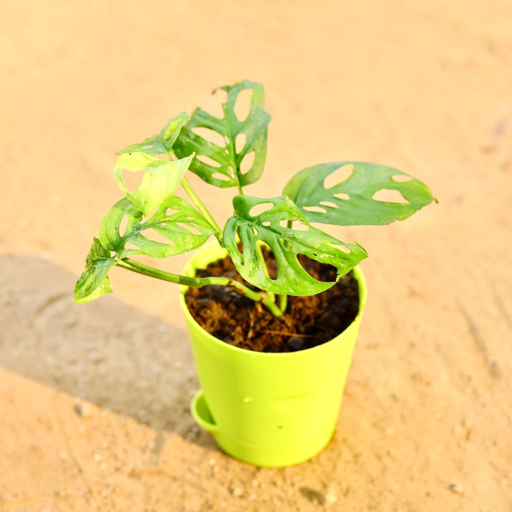 Monstera Broken Heart in 4 Inch Green Florence Self Watering Pot