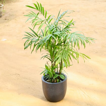 Buy Chamaedorea Palm (~ 3 Ft)
 in 12 X 12 Inch Grey Premium Convessa Fiberglass Planter Online | Urvann.com