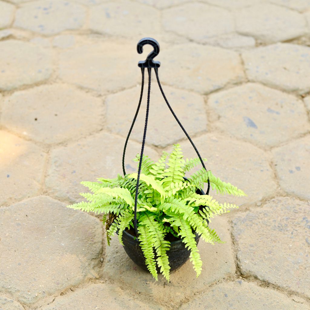 Fern Golden in 8 Inch Black Hanging Basket