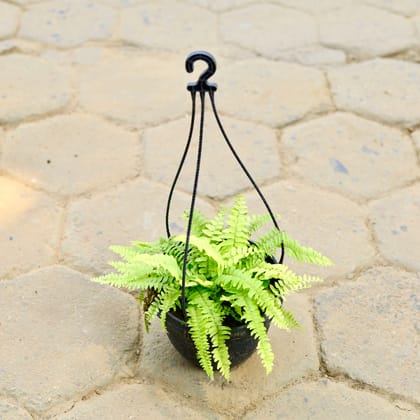 Buy Fern Golden in 8 Inch Black Hanging Basket Online | Urvann.com