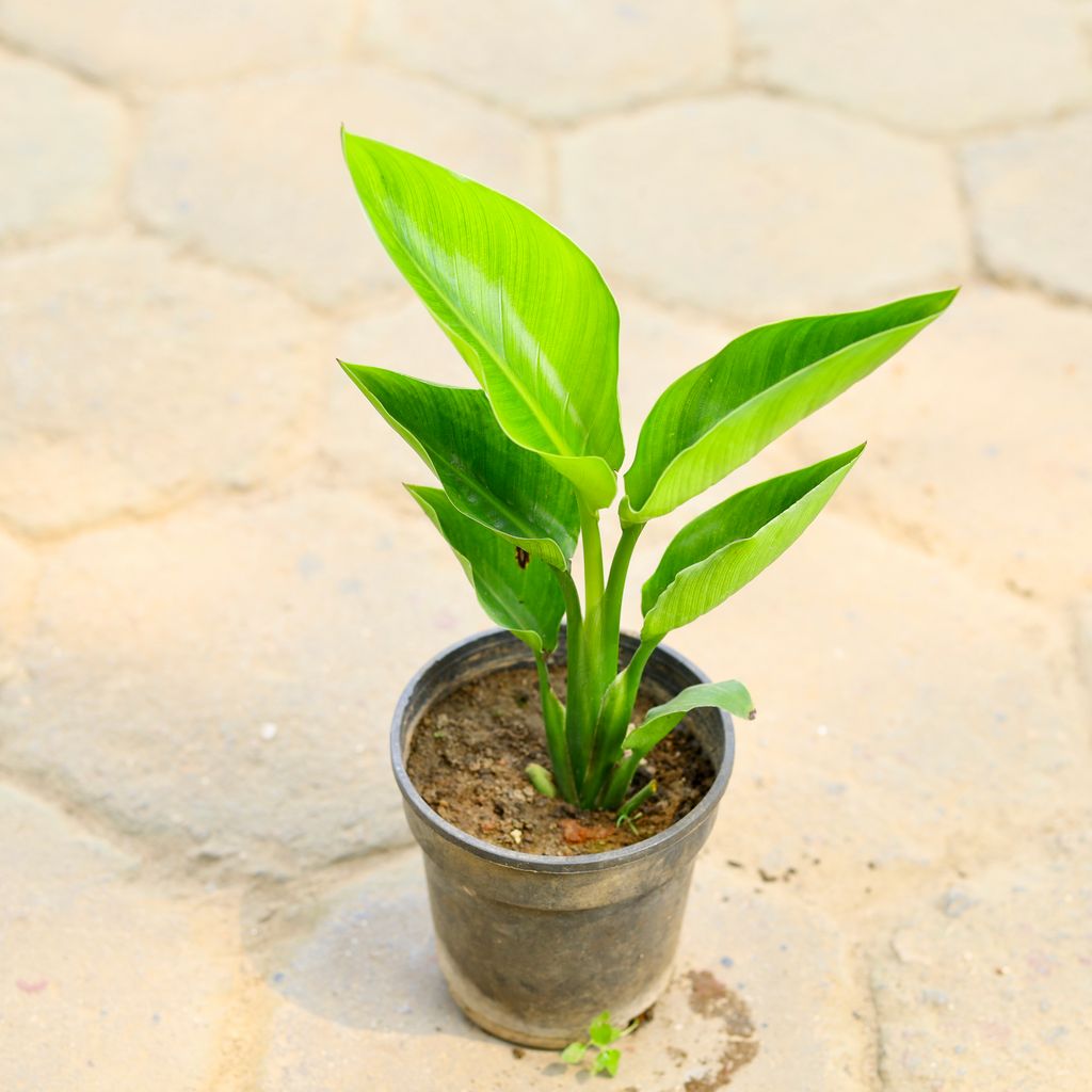 Bird of Paradise (Rare Variegated White) in 6 Inch Nursery Pot